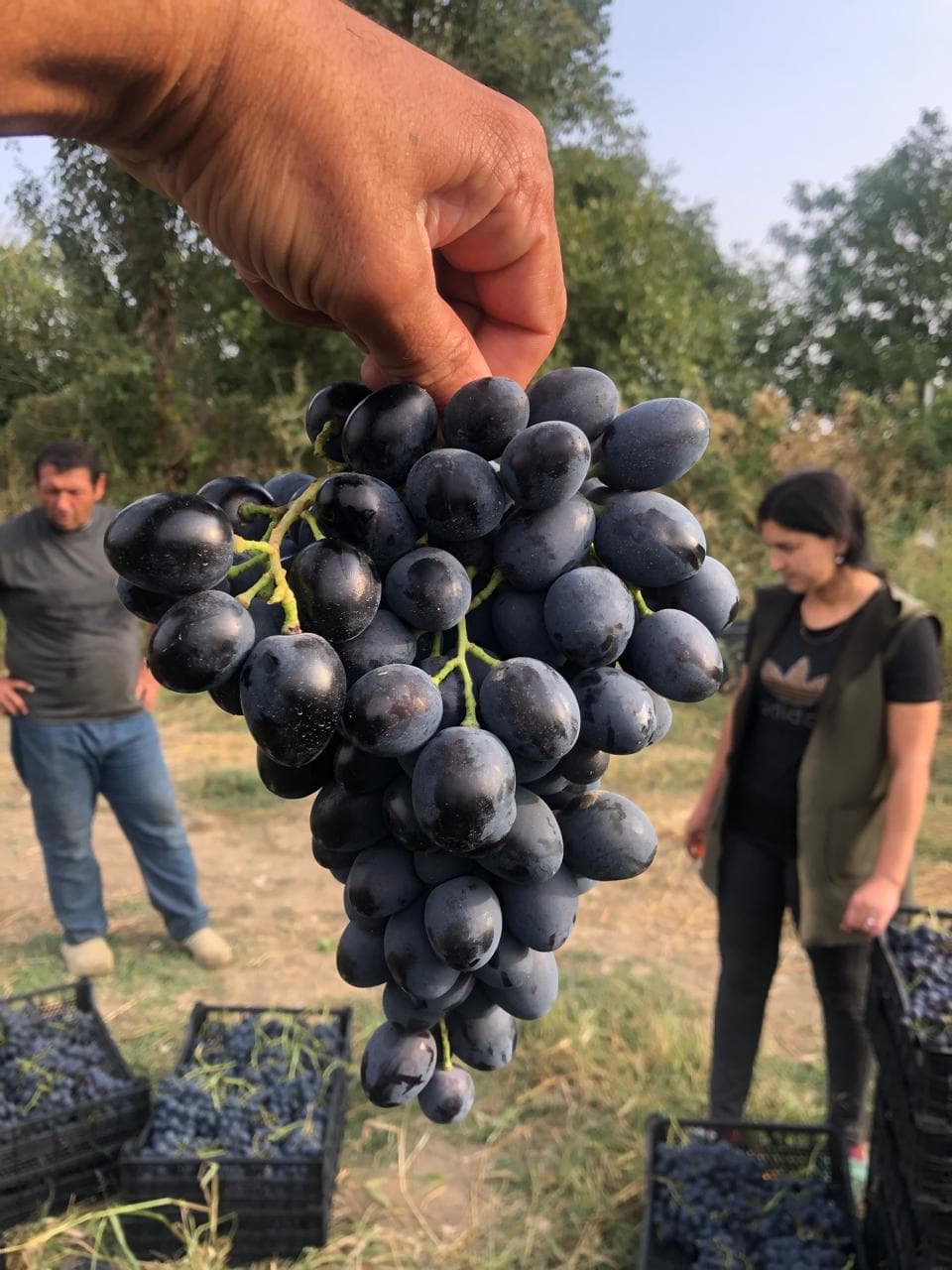 Merlot Üzüm