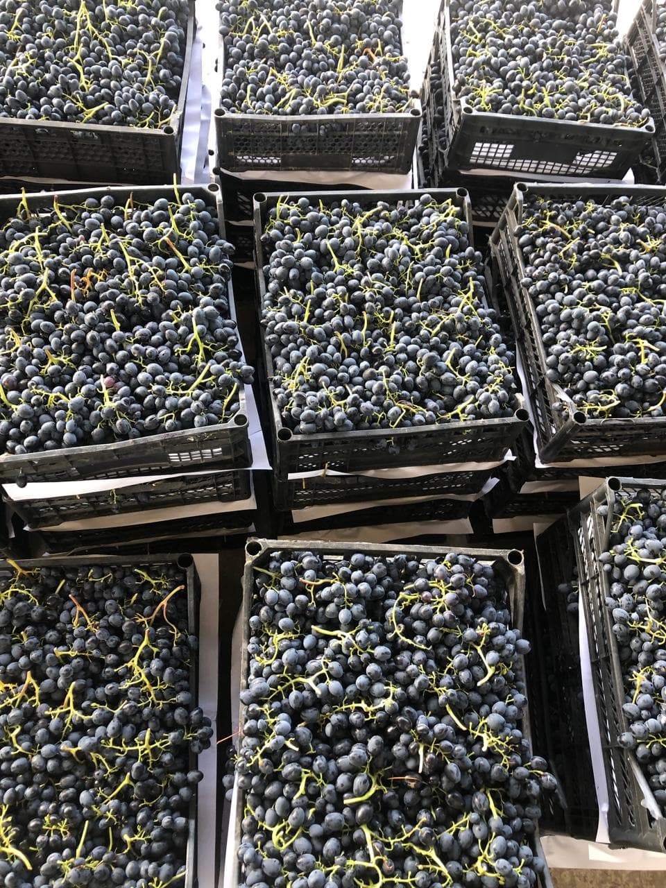 Merlot Üzüm