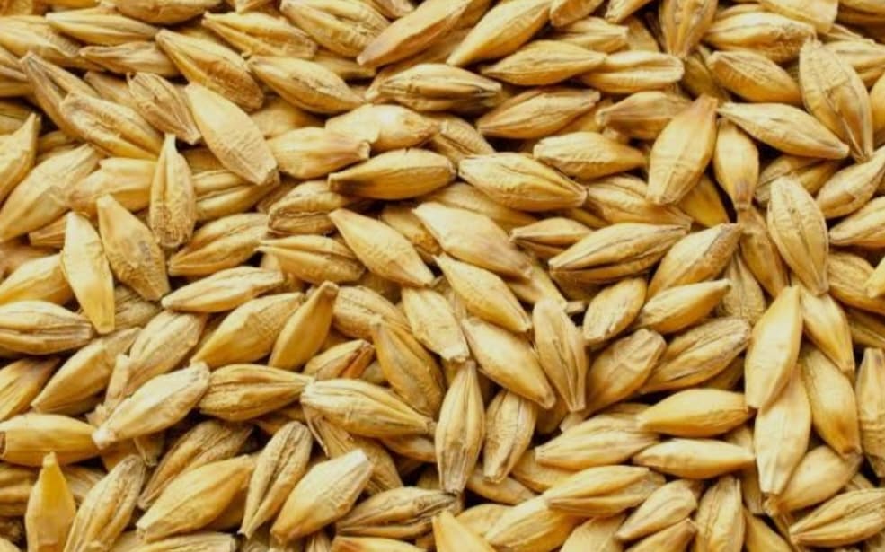 Arpa satışı