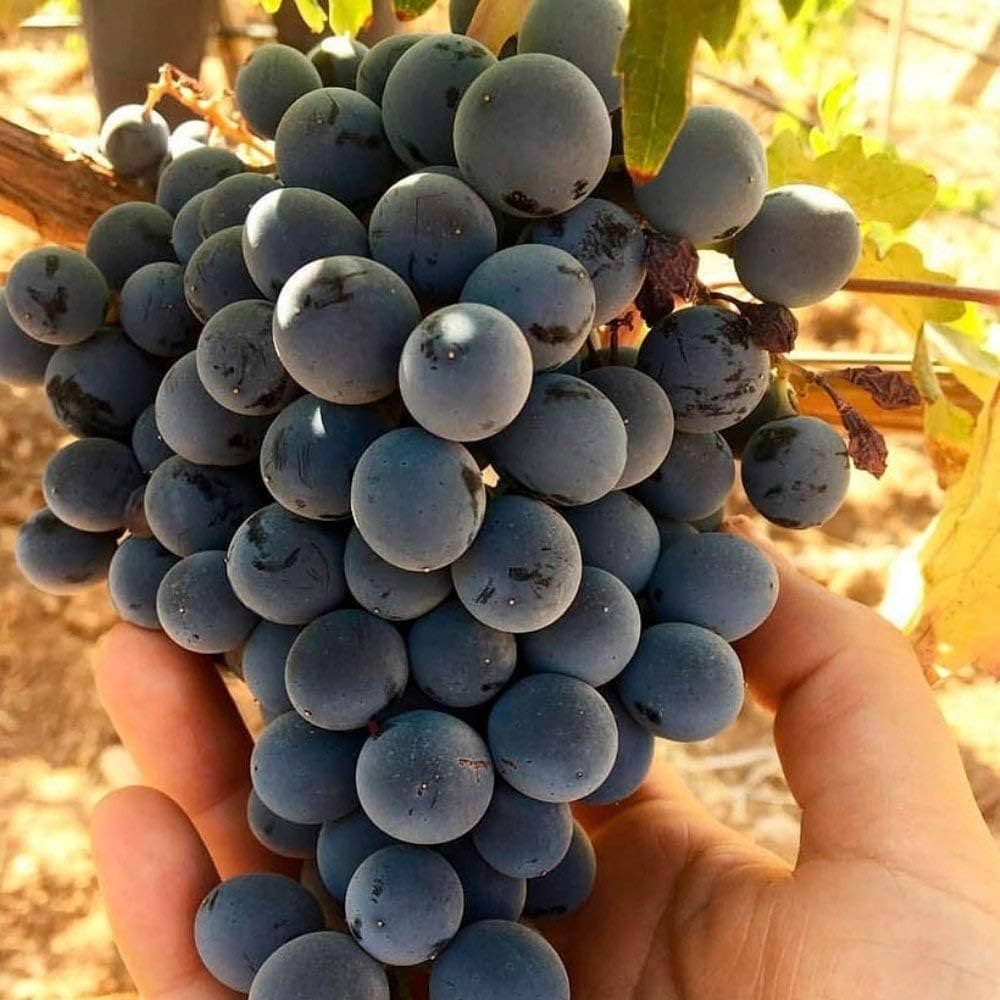 Merlot üzümü