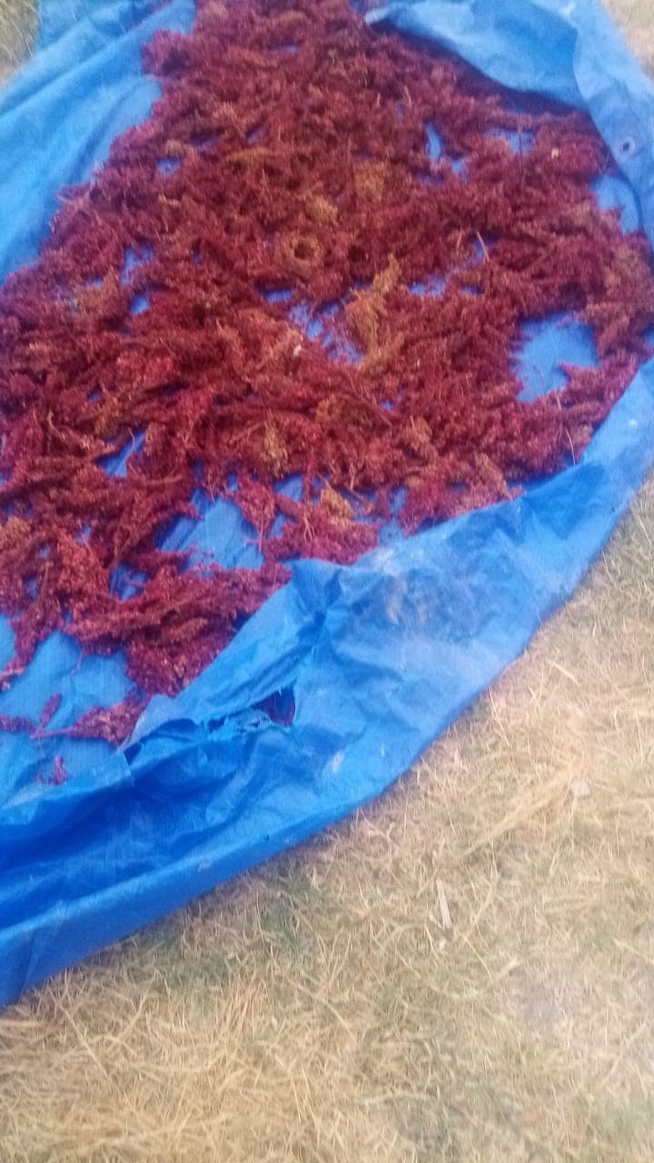 Sumax xammalı