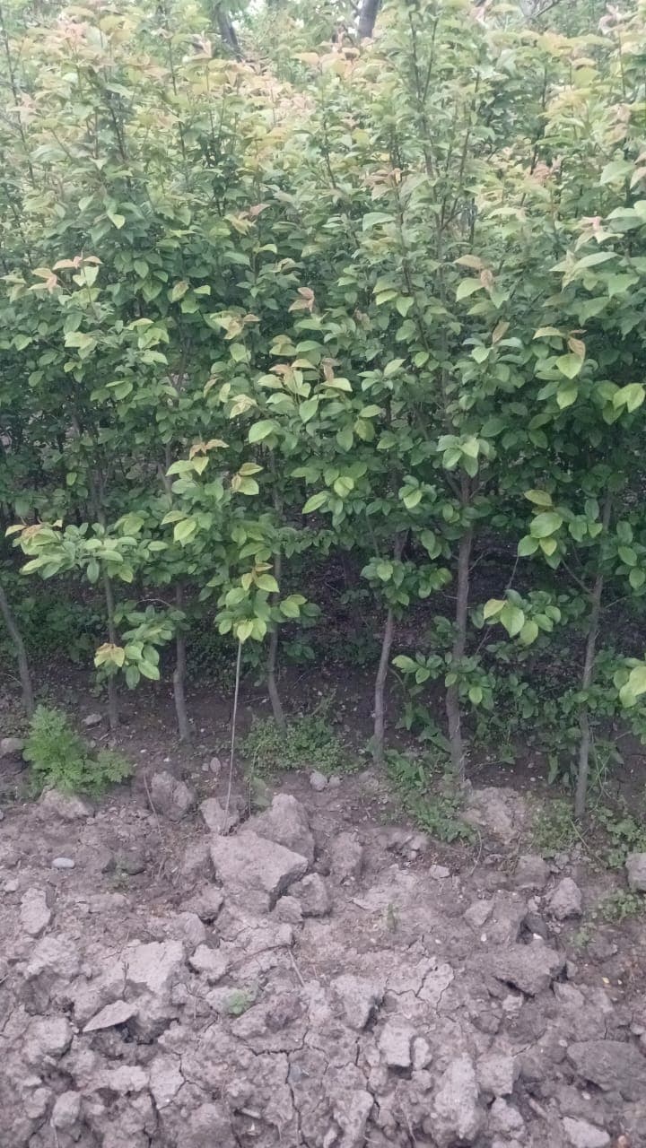 Naxçıvan Göycəsi Tingləri Ağacları