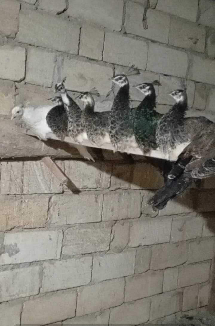 Tovuzquşu
