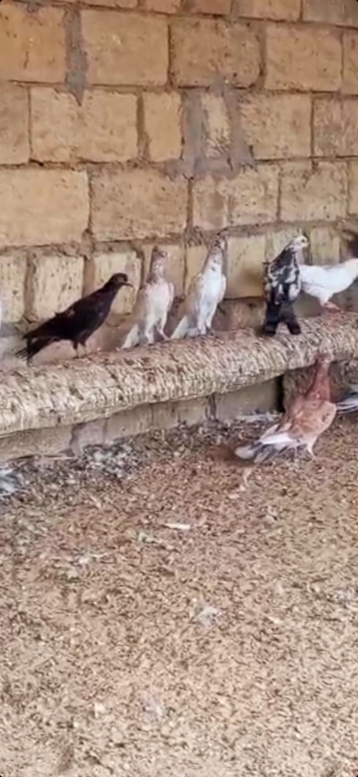 Göyərcin enli quyruq