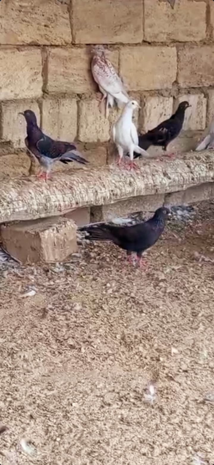 Göyərcin enli quyruq