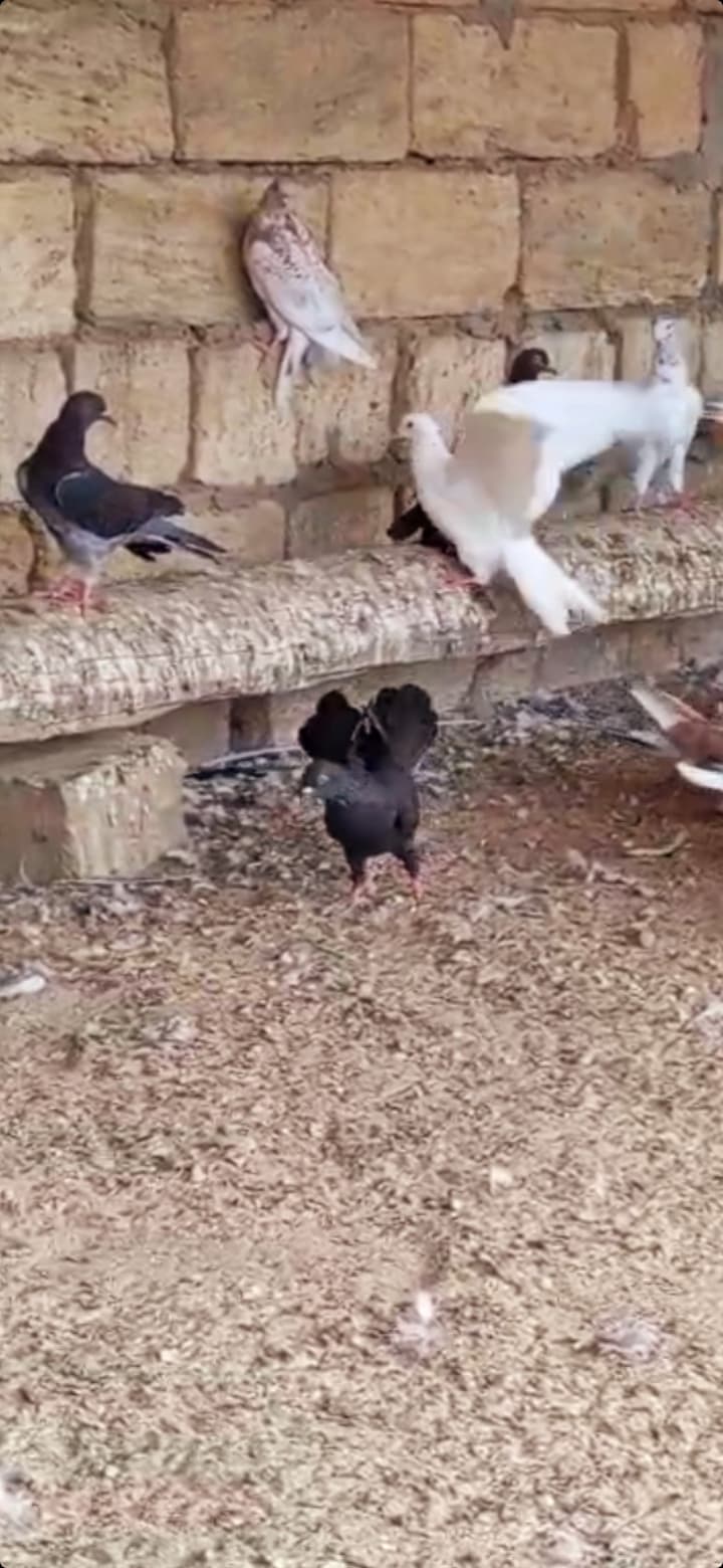 Göyərcin enli quyruq