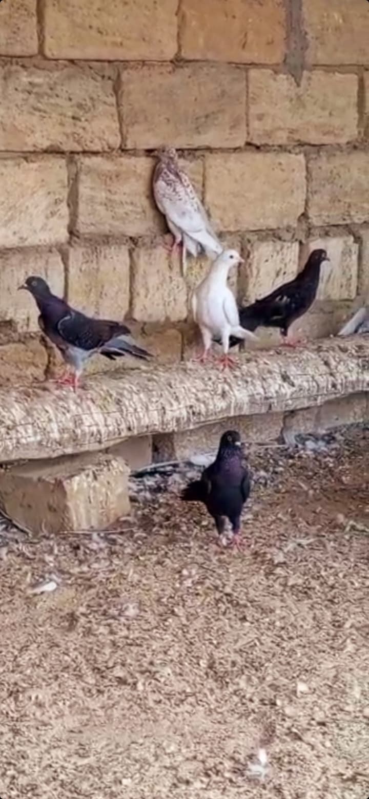 Göyərcin enli quyruq