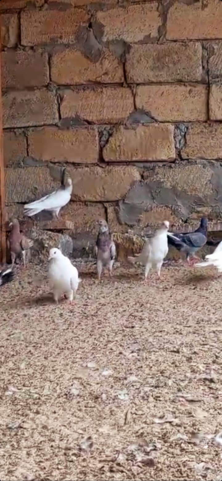 Göyərcin enli quyruq