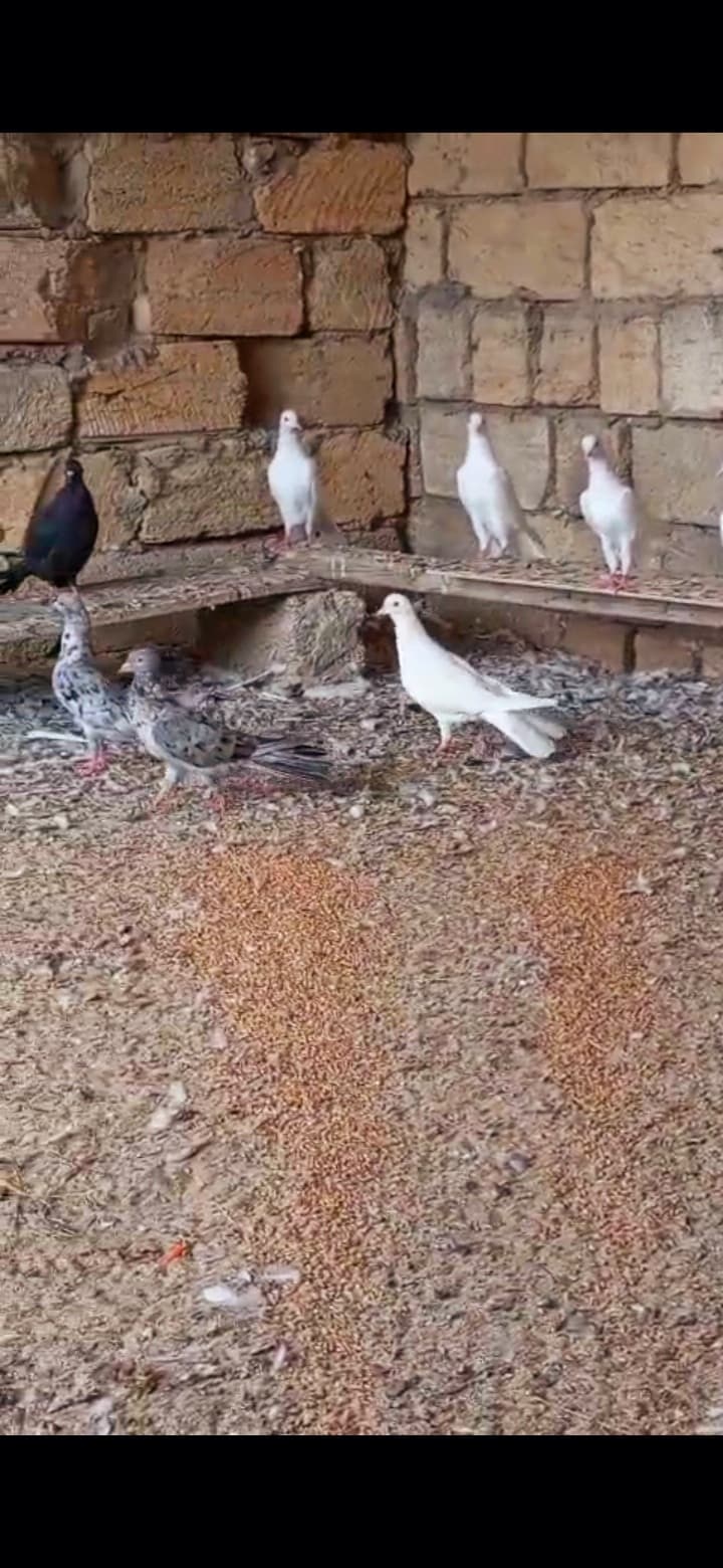 Göyərcin enli quyruq