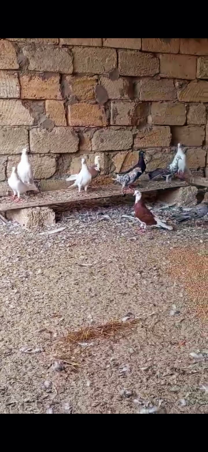 Göyərcin enli quyruq