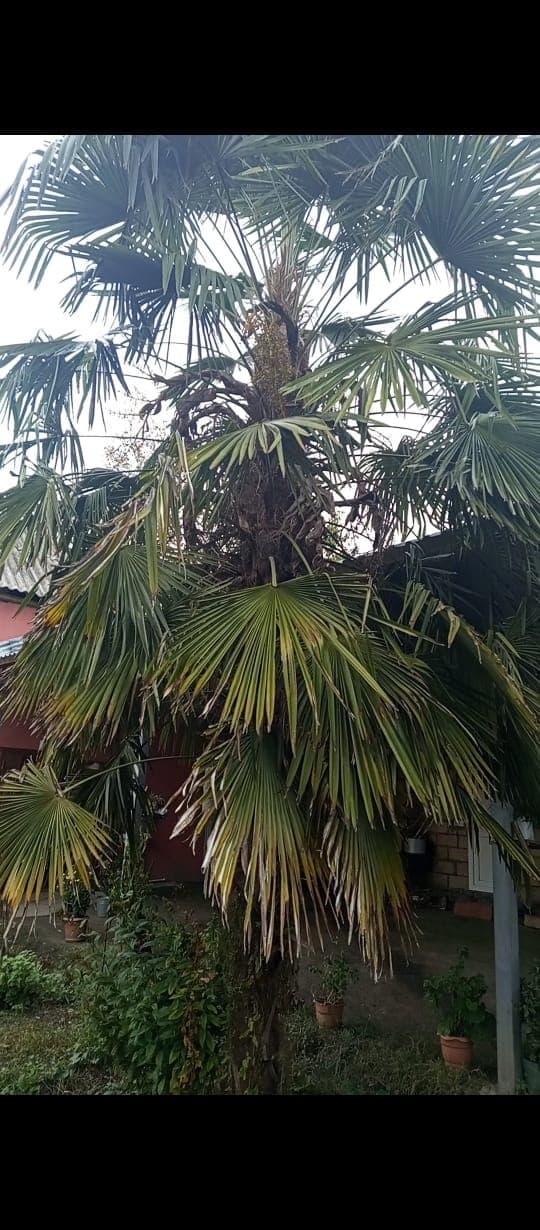Palma ağacı