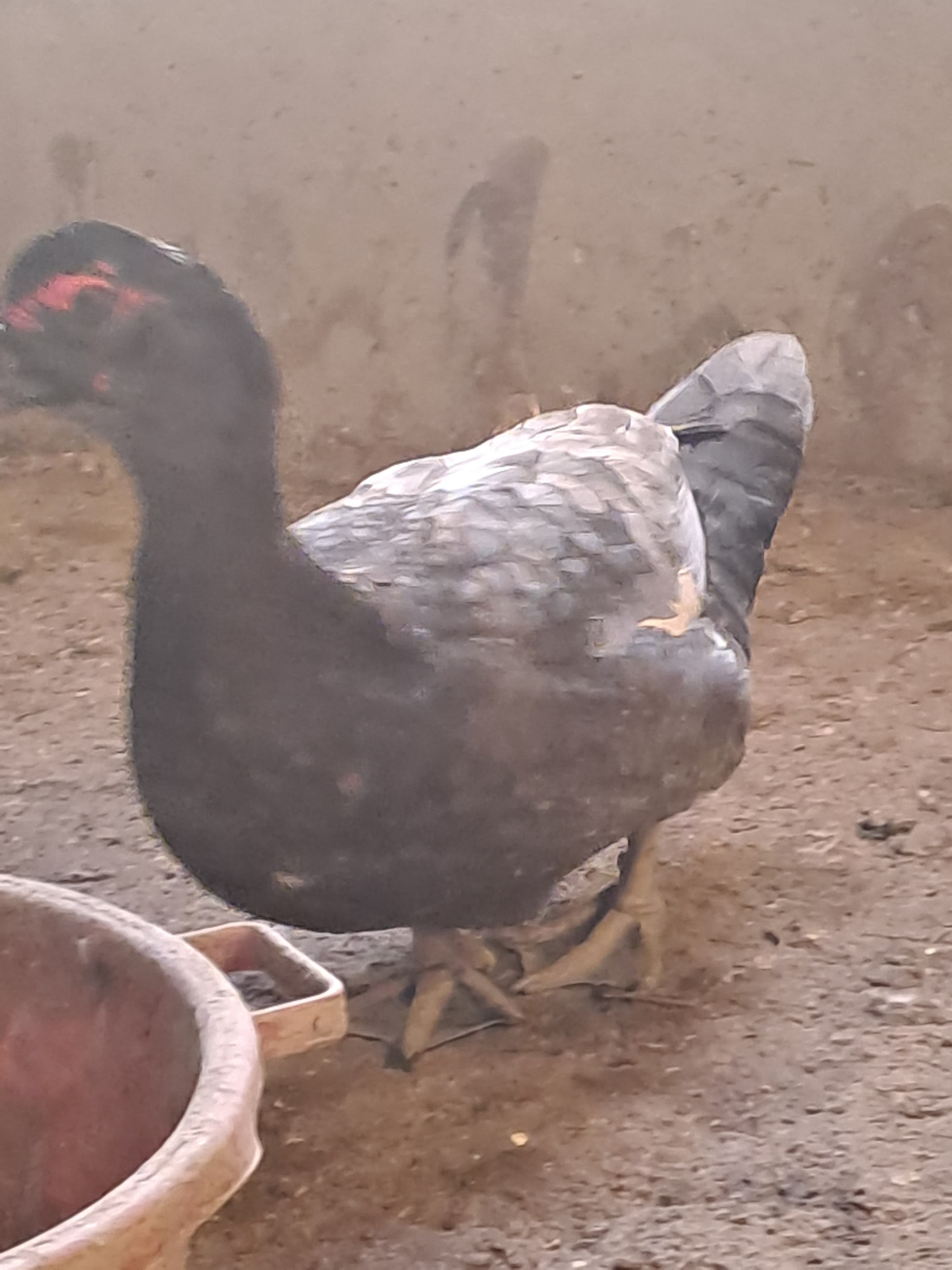 Lal ördək