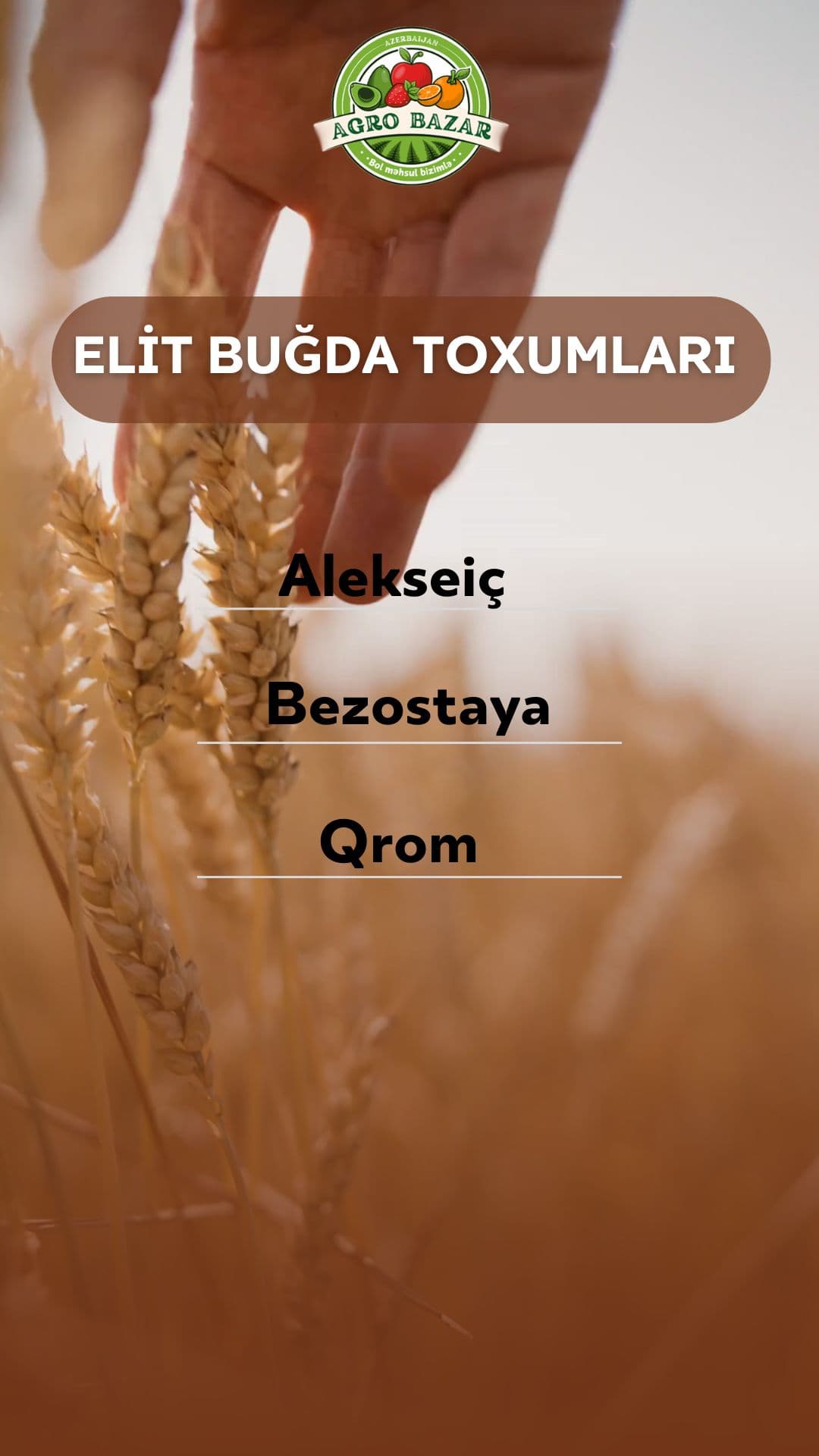 Elit buğda toxumları - Rusiya