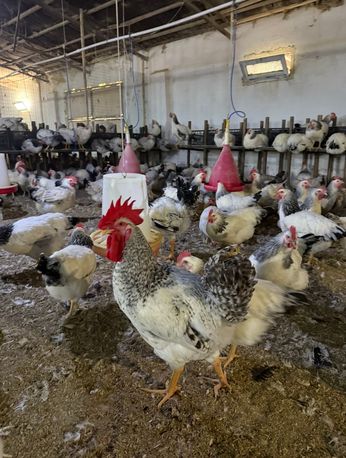 Super Lider Cücəsi və yumurtası