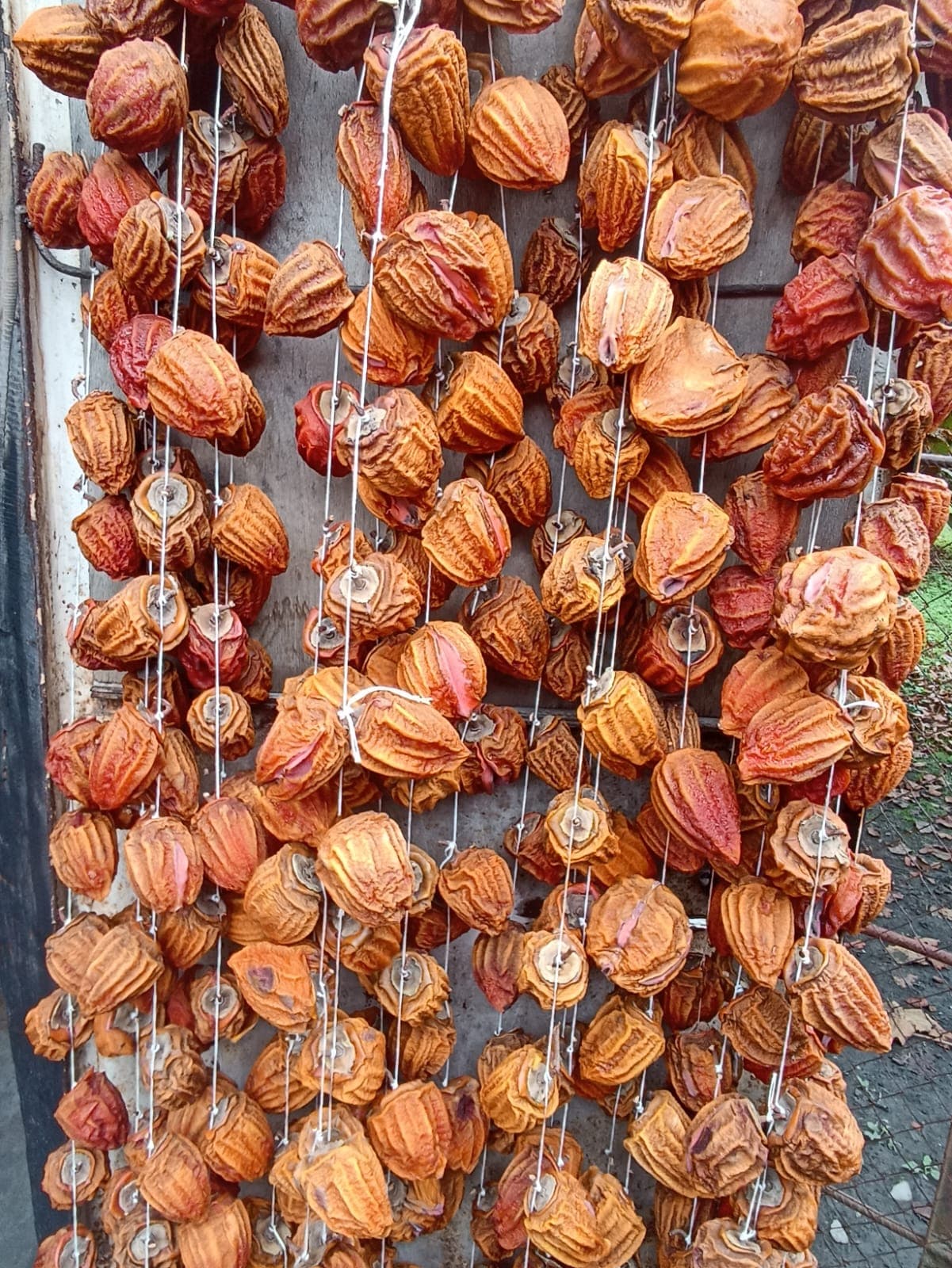 Xurma qurusu
