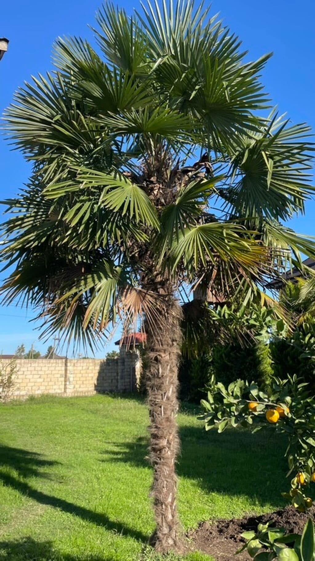Palma agaci