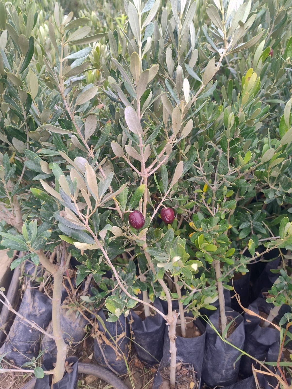 Zeytun ağaclarınn satışı