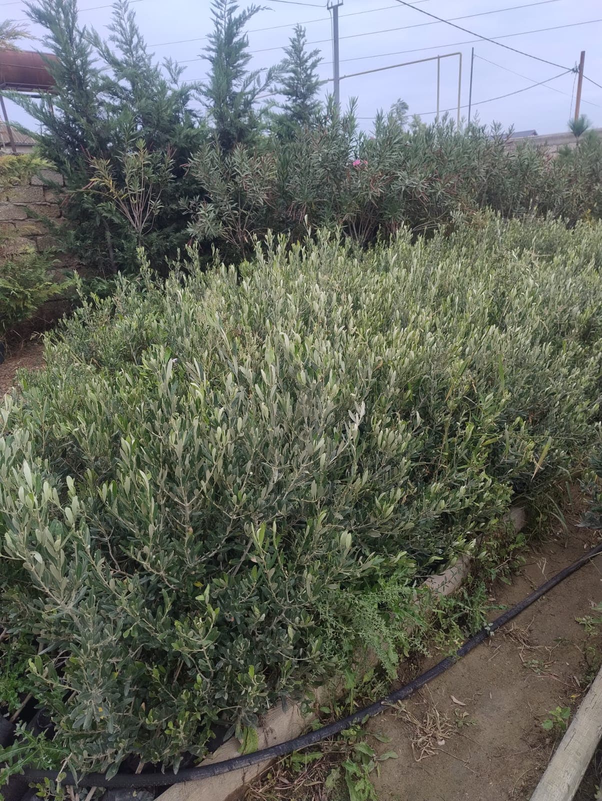 Zeytun ağaclarınn satışı