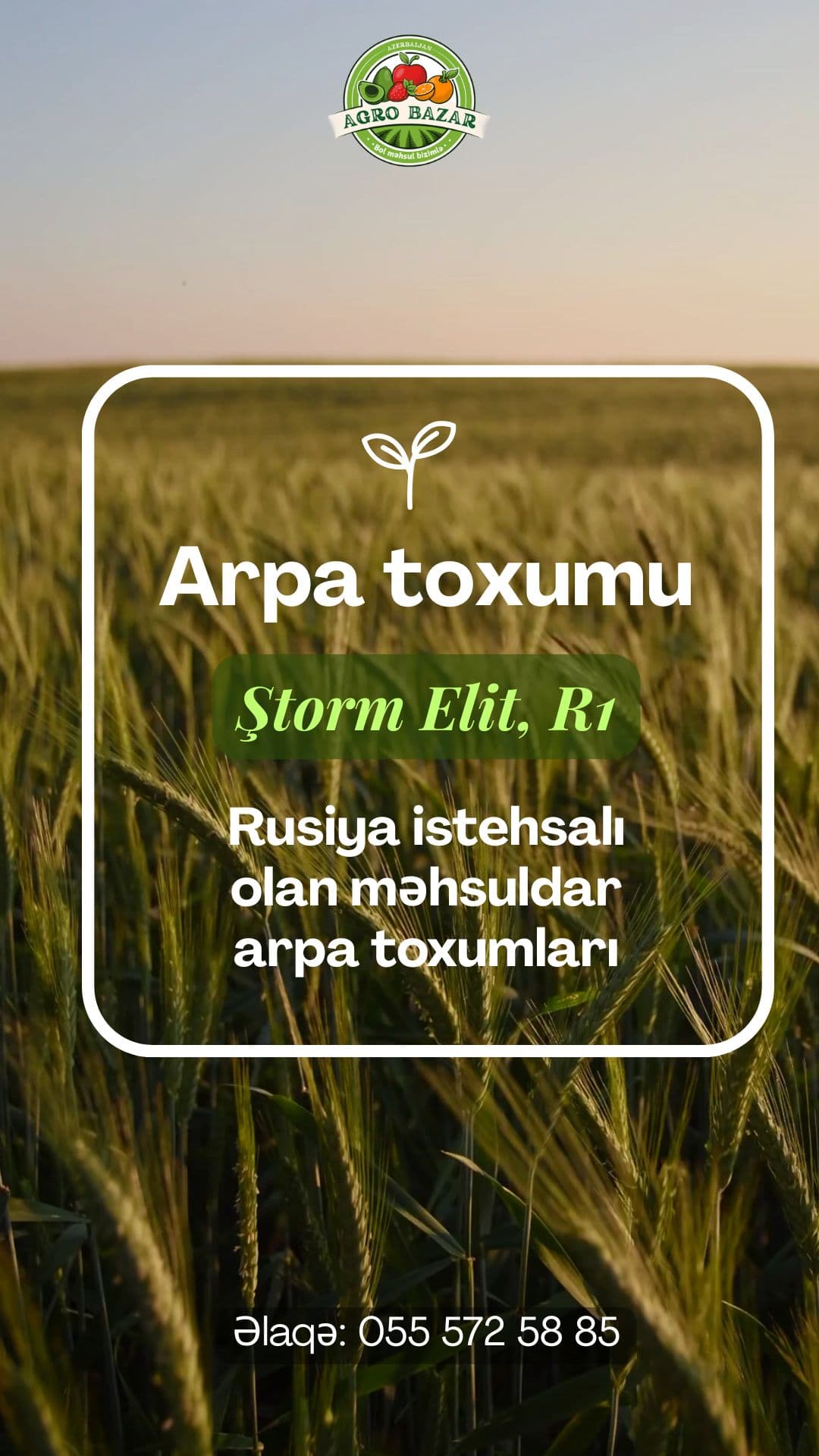 Arpa toxumu - Ştorm Elit və R1