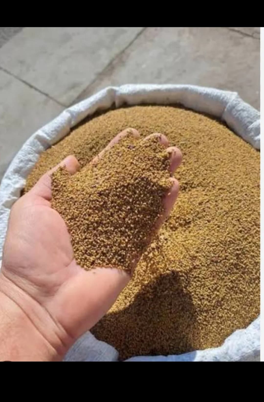 8 illik yonca toxumu