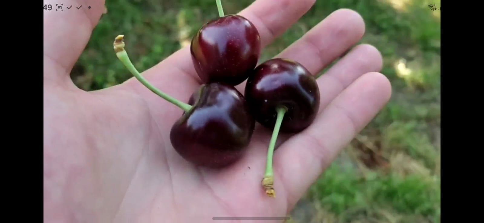 Bütün növ ağacların topdan satışı