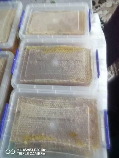 Gədəbəy kartofu