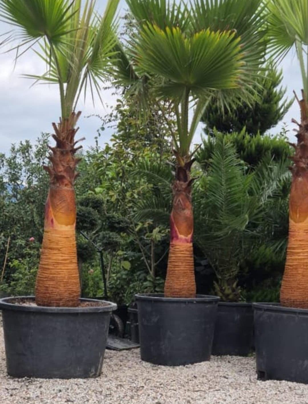 Palma ağacı 3 metr+.