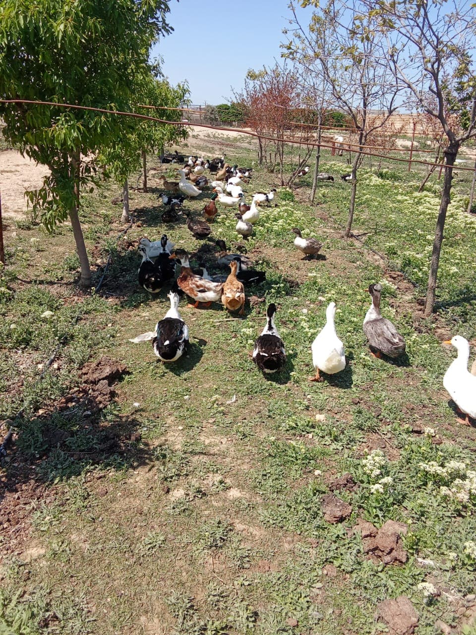 Ördək yumurtası(Mayalı)